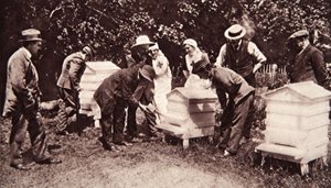 Instruction en apiculture sous le programme de Lord Eglinton : fumigation, de The Illustrated War News, 5 juillet 1916